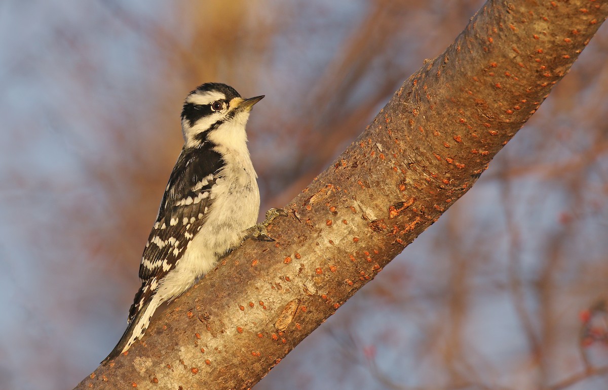 Downy Woodpecker (Eastern) - ML78719371