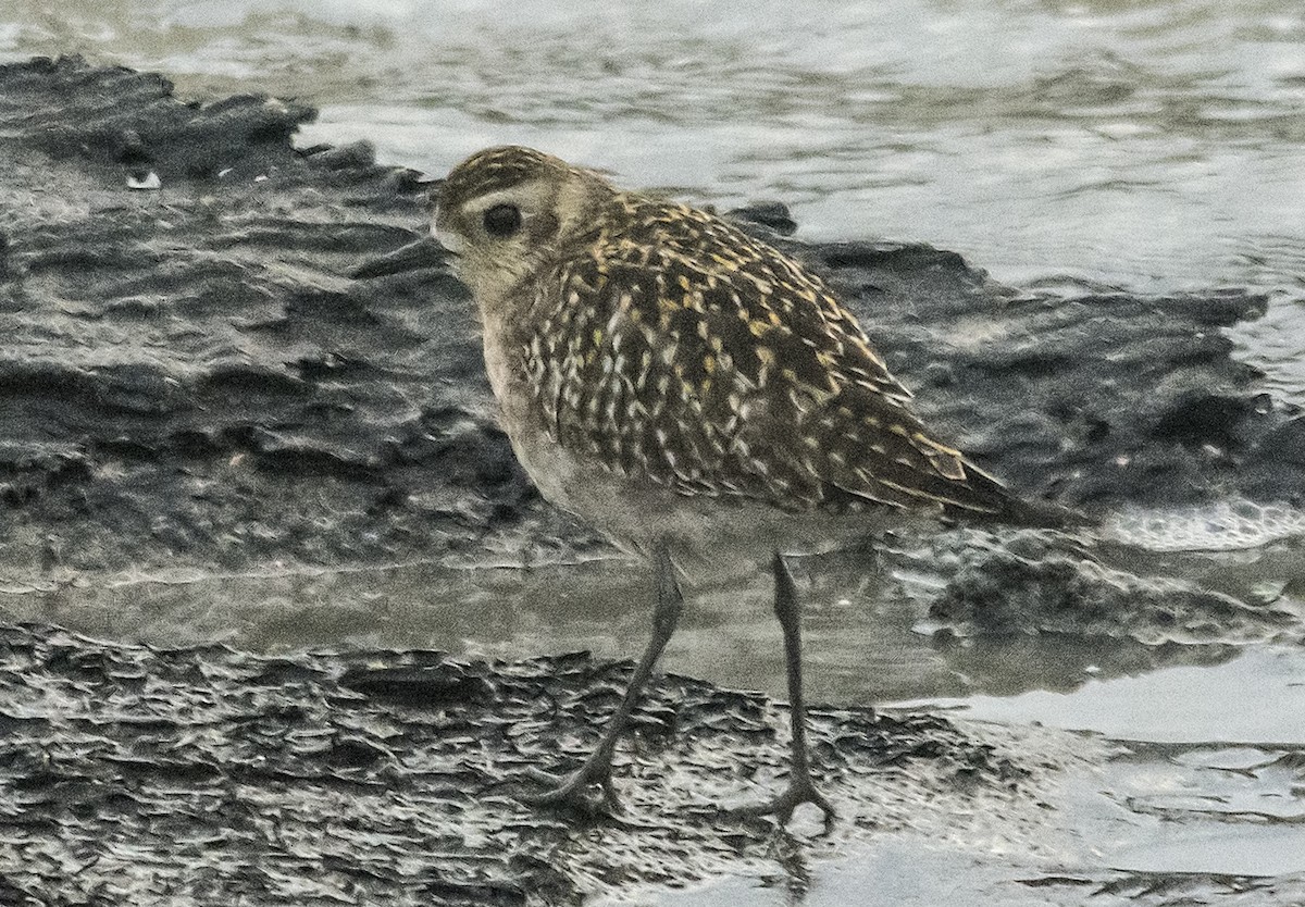 Pacific Golden-Plover - Jerry Ting