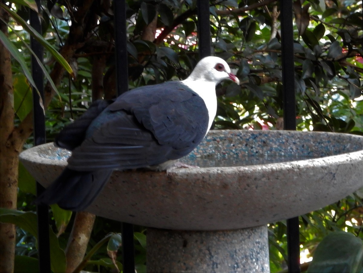 White-headed Pigeon - Kathy  Haydon