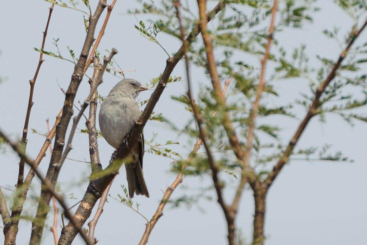 Northern Gray-headed Sparrow - ML78722991