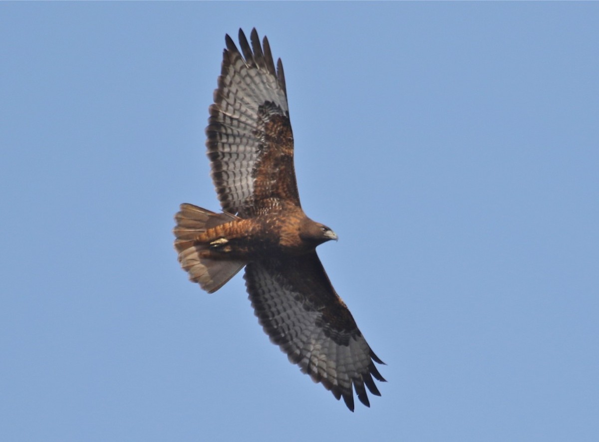 Red-tailed Hawk - ML78723501