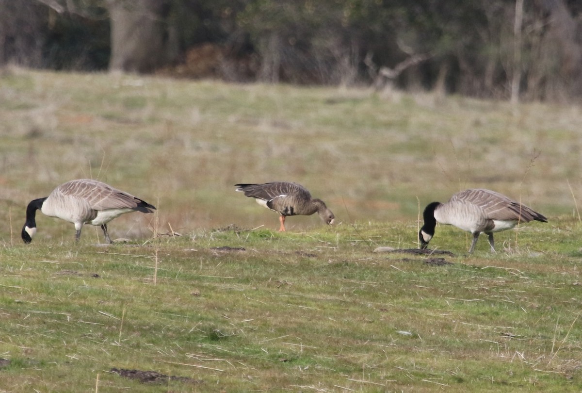 Greater White-fronted Goose - ML78724211