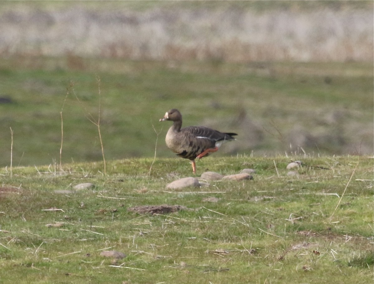 Greater White-fronted Goose - ML78724221