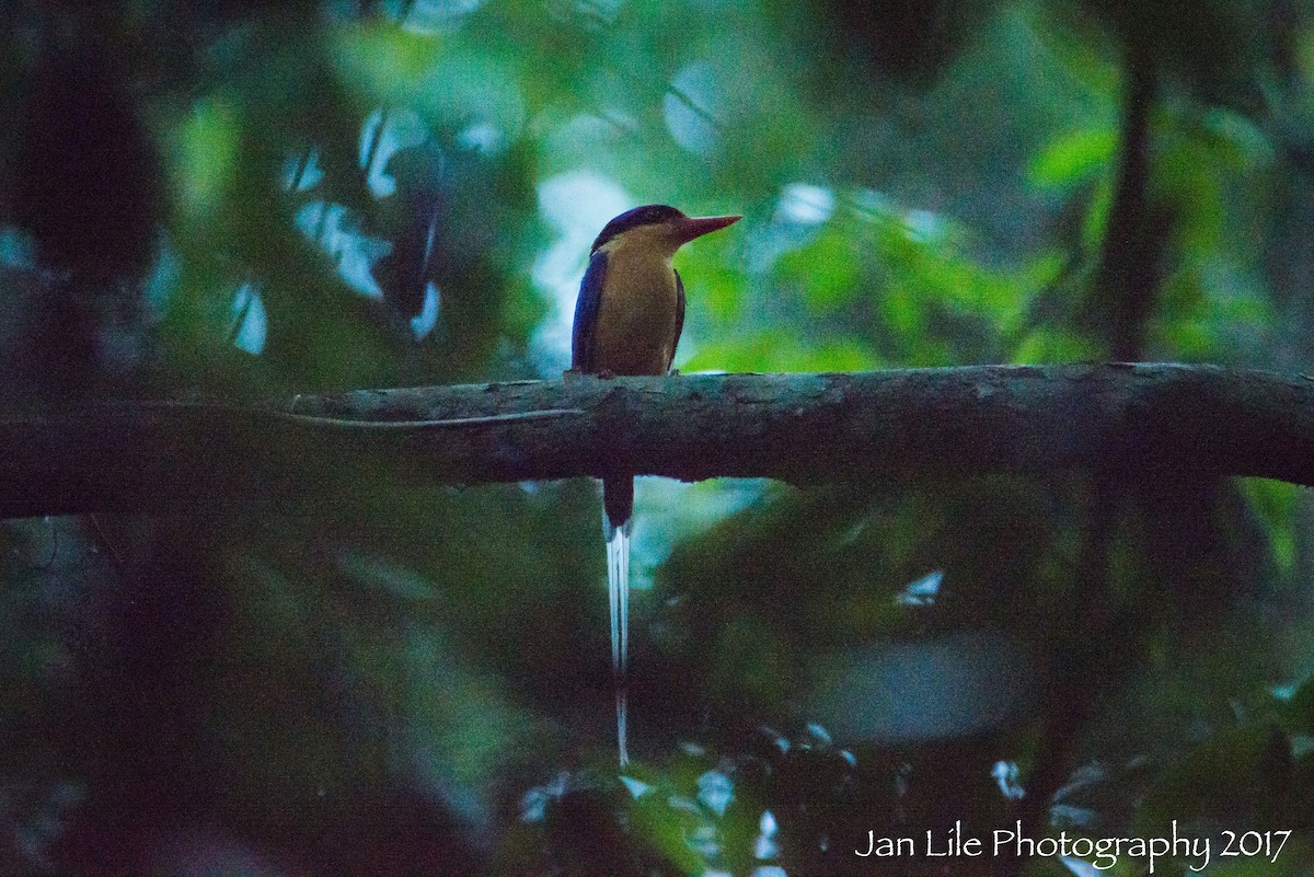 Buff-breasted Paradise-Kingfisher - Jan Lile