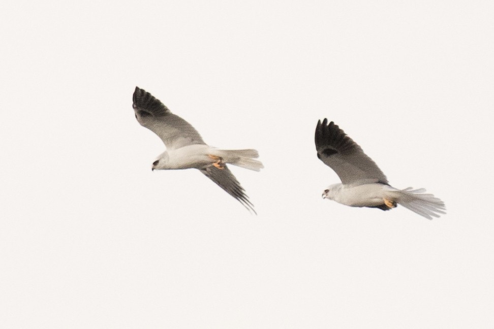 White-tailed Kite - Garrett Lau