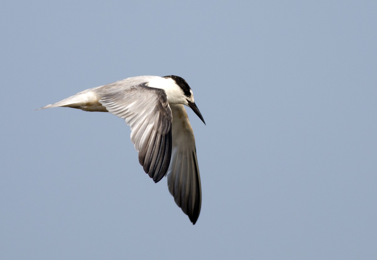 Little Tern - Praveen es