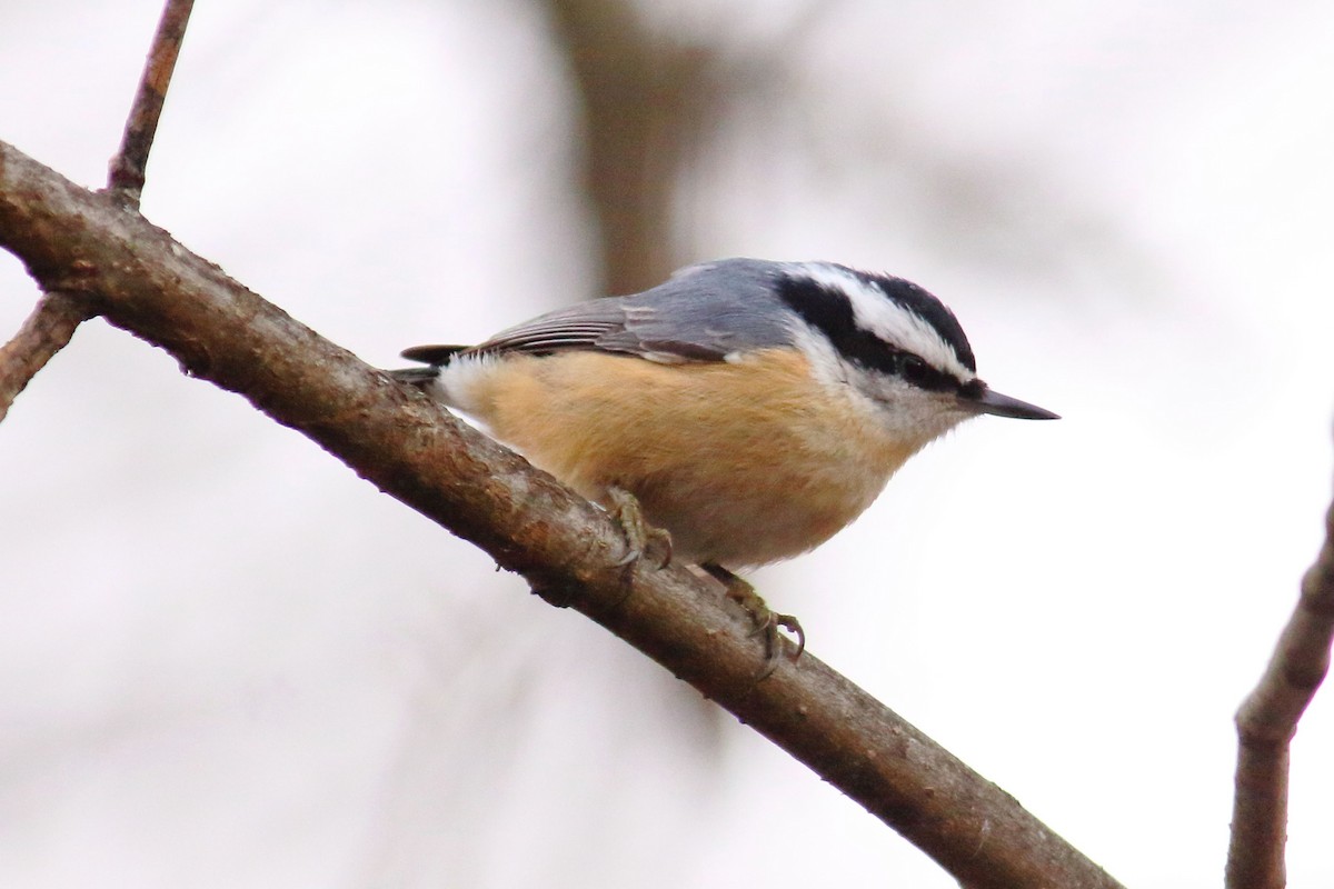 Red-breasted Nuthatch - Jeff 'JP' Peters