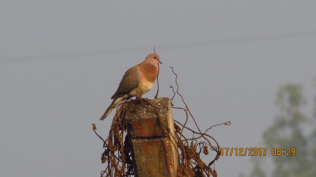 Laughing Dove - ML78729551