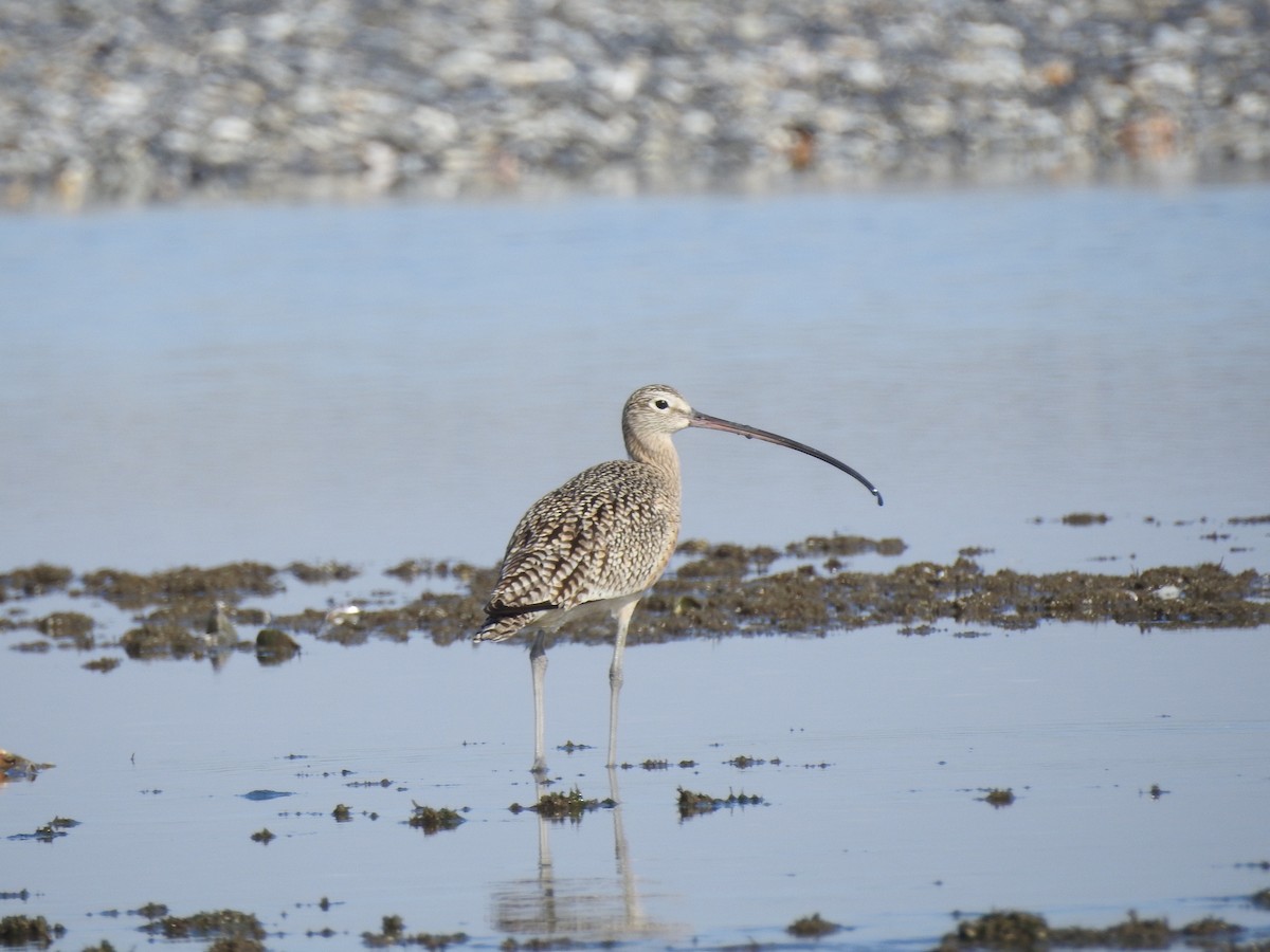 Long-billed Curlew - Charles Donnelly