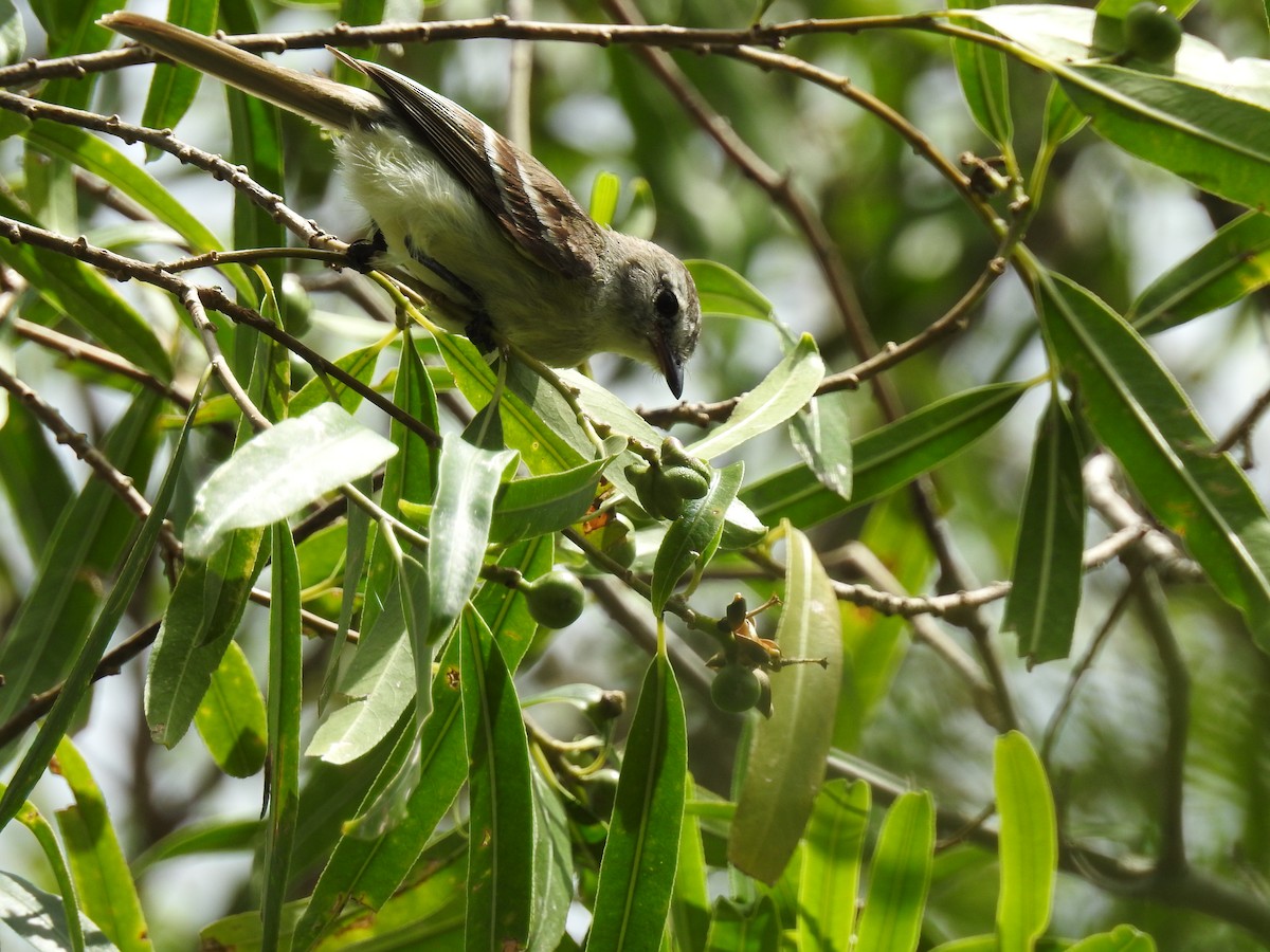 Southern Mouse-colored Tyrannulet - ML78735321