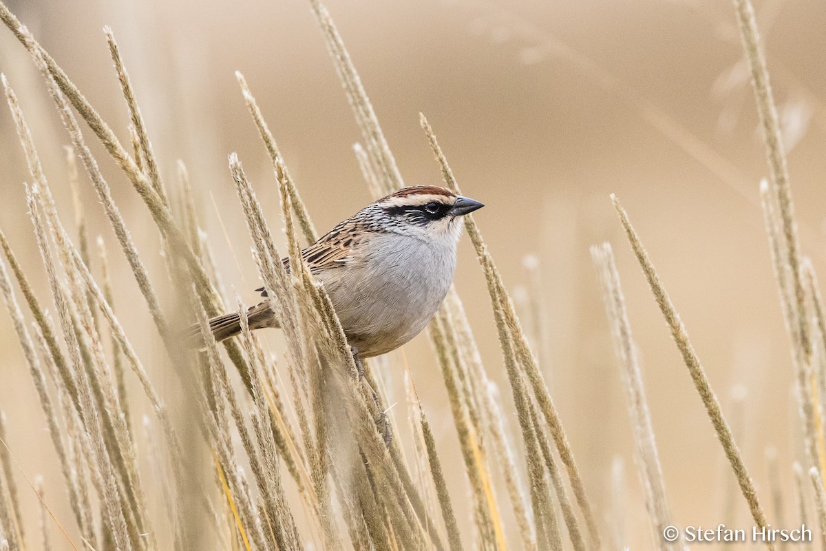 Striped Sparrow - Stefan Hirsch
