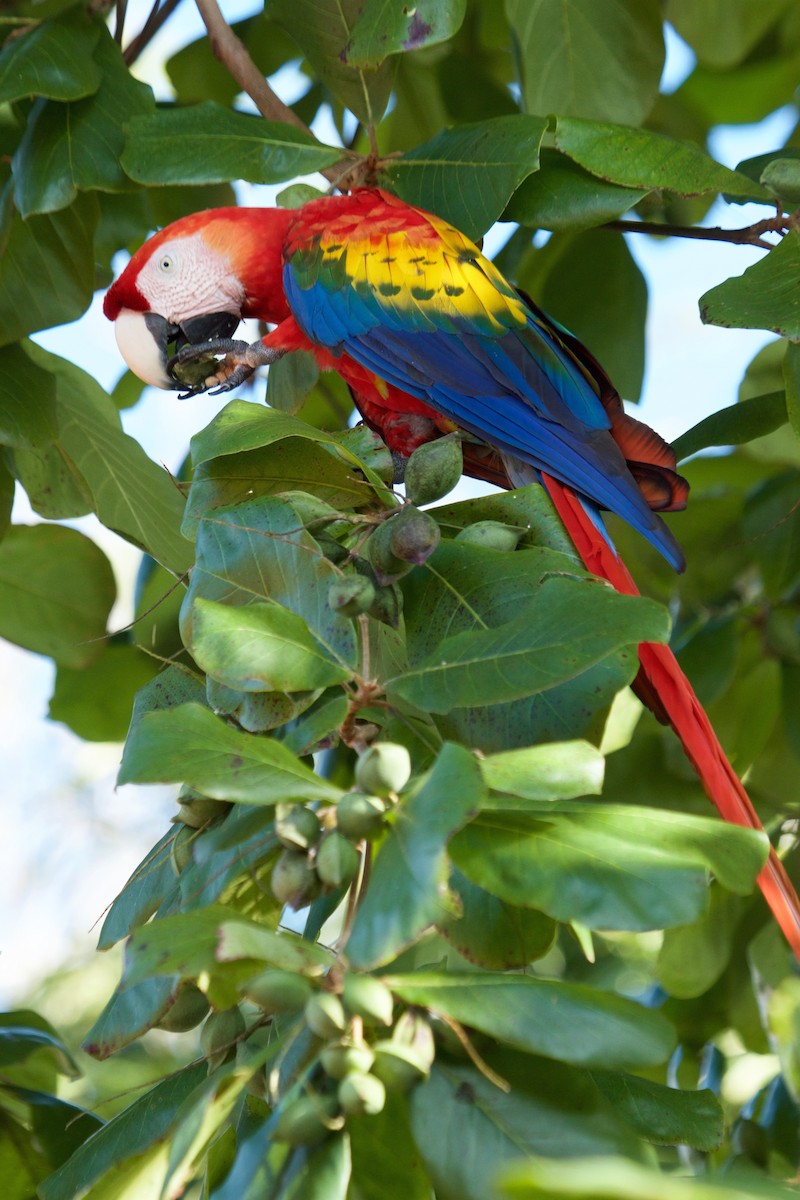 Scarlet Macaw - Will Sweet
