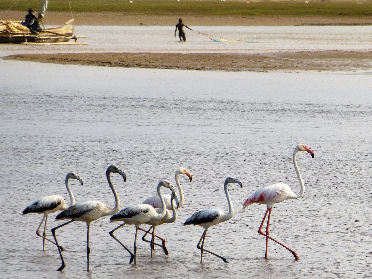 Greater Flamingo - Graeme Spinks