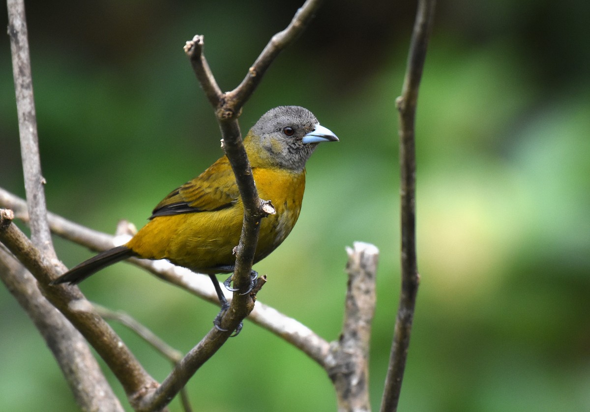 Scarlet-rumped Tanager (Passerini's) - ML78739771