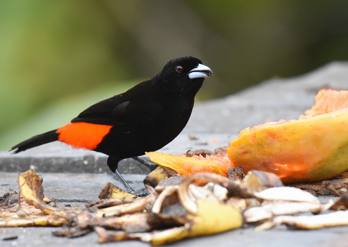 Scarlet-rumped Tanager (Passerini's) - ML78739781