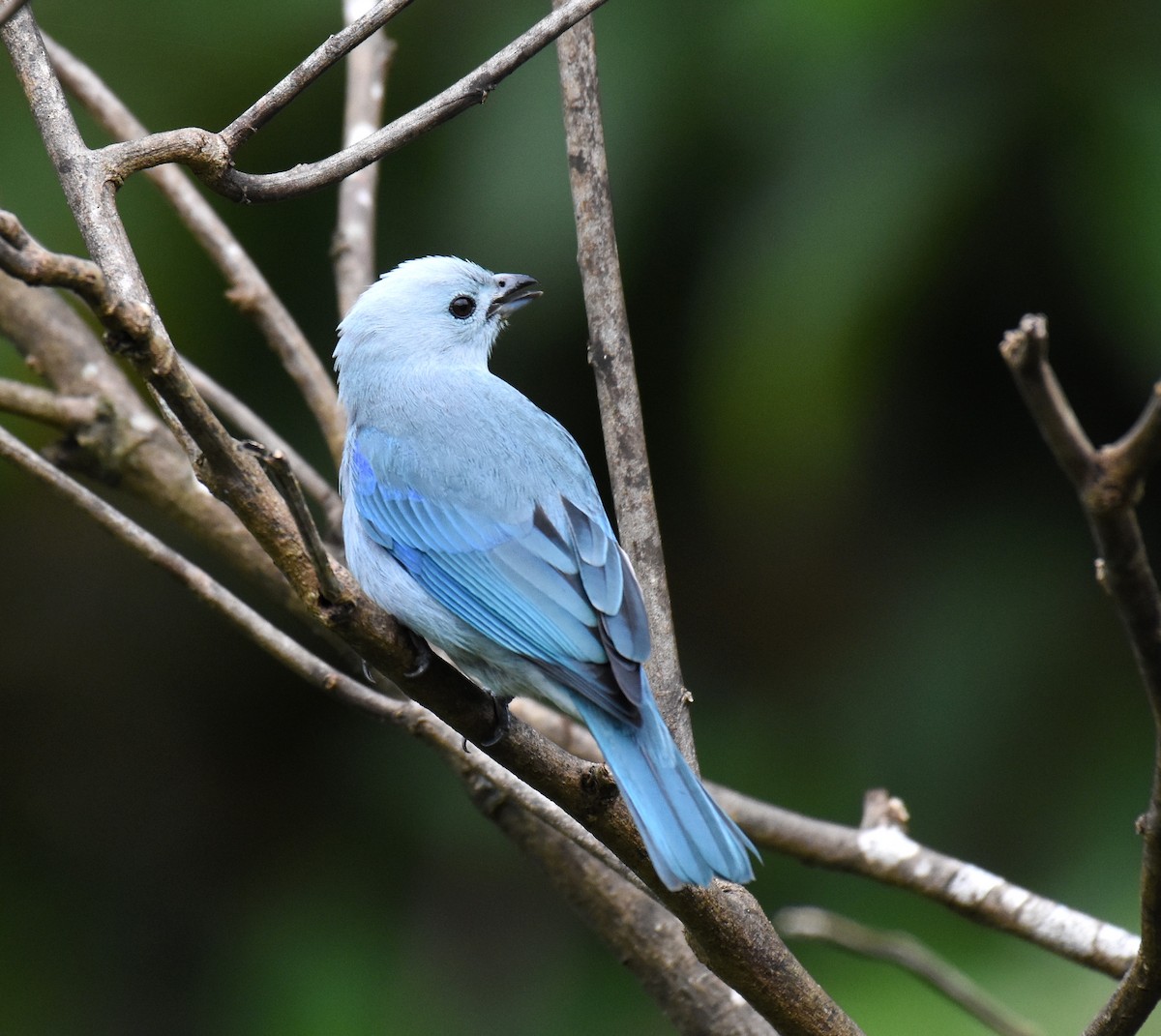 Blue-gray Tanager - ML78739791