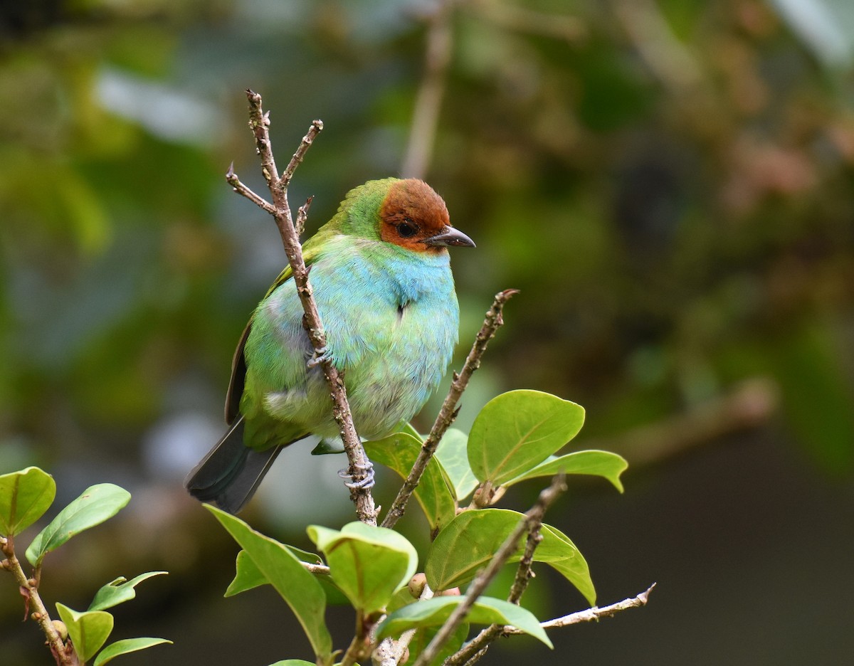Bay-headed Tanager - ML78739831