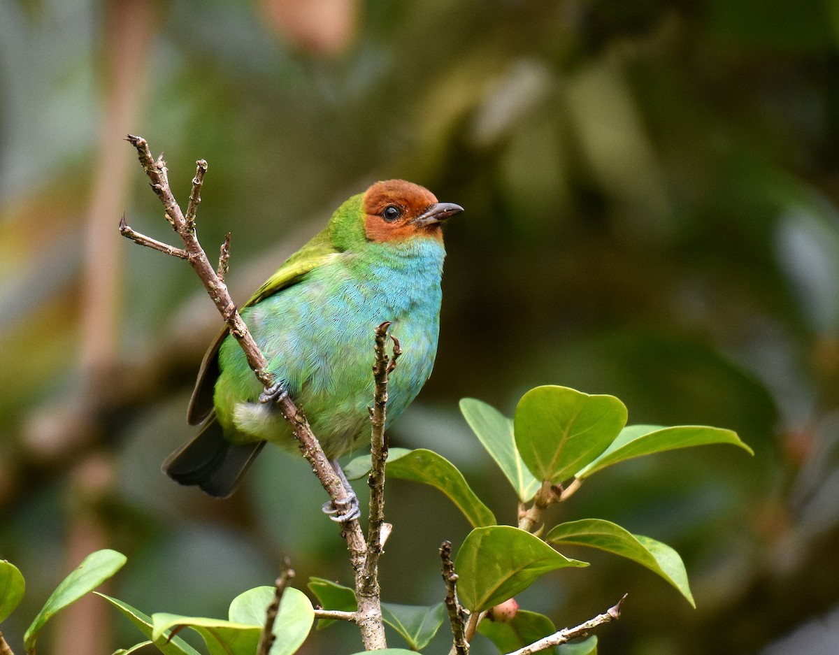 Bay-headed Tanager - ML78739841
