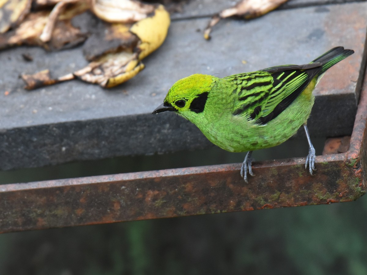 Emerald Tanager - ML78739851