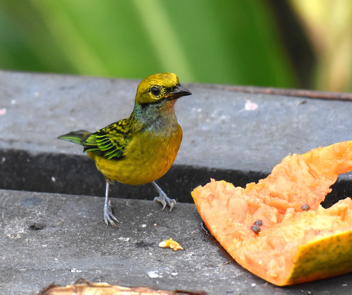 Silver-throated Tanager - ML78739861