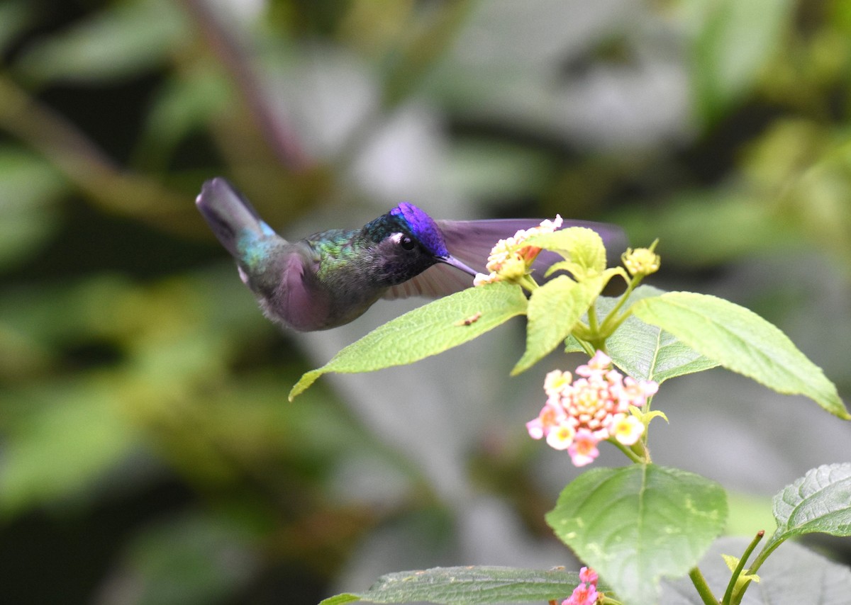 Violet-headed Hummingbird - ML78742891