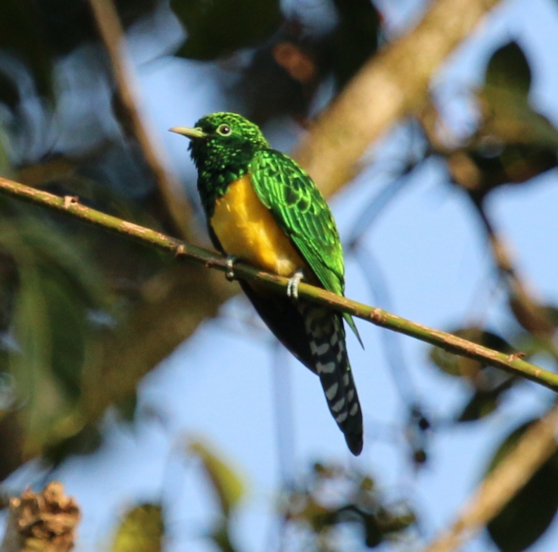 African Emerald Cuckoo (African) - ML78742931