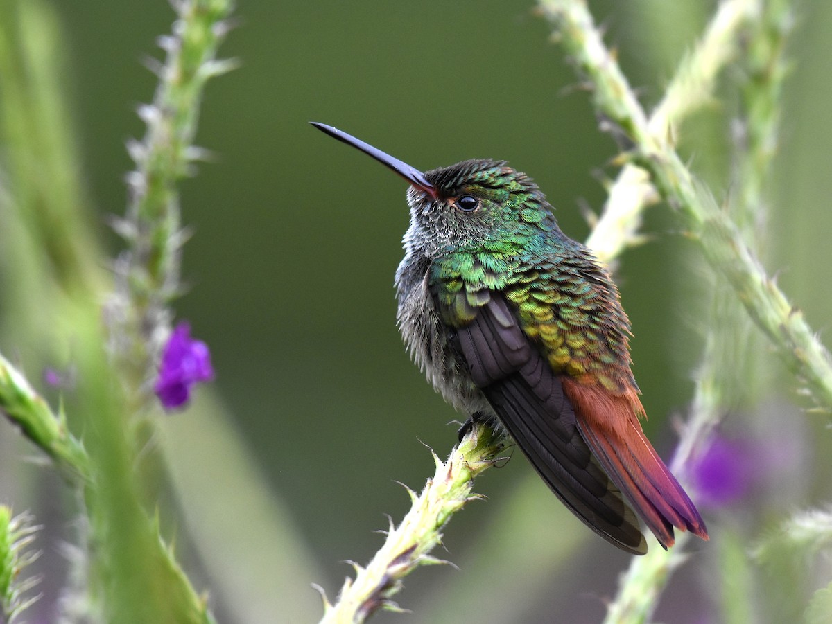 Rufous-tailed Hummingbird - ML78742941