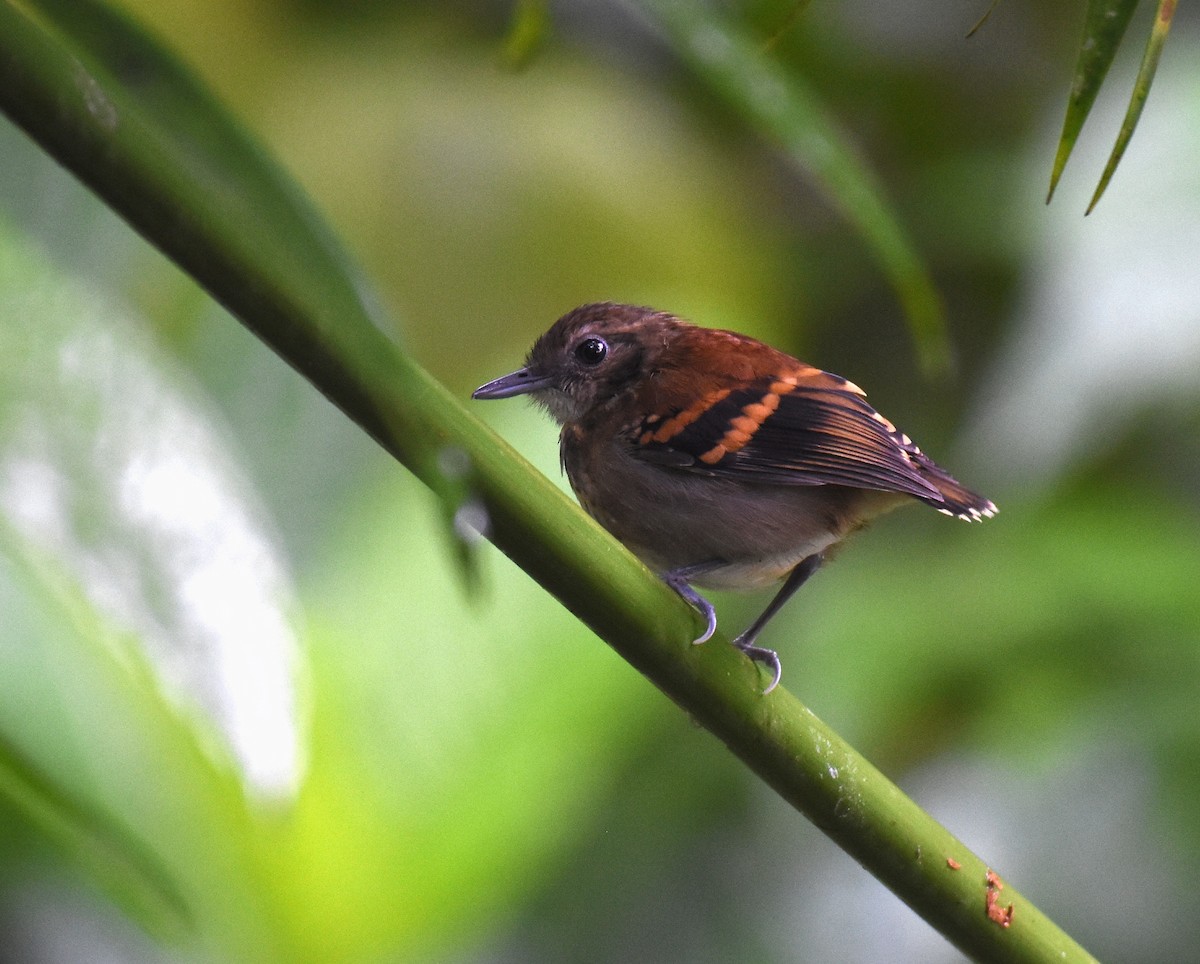 Spotted Antbird - ML78743001