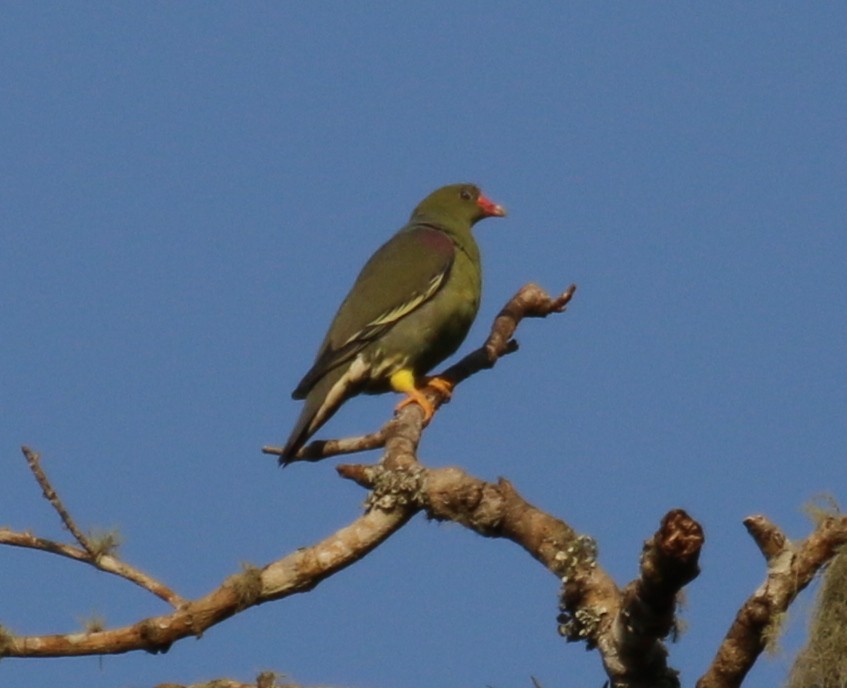 African Green-Pigeon - ML78743071