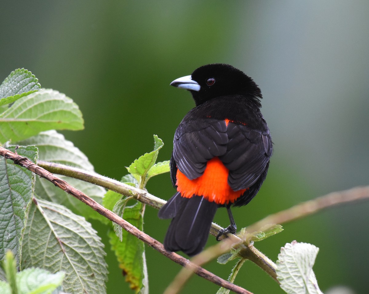 Scarlet-rumped Tanager (Passerini's) - ML78744151