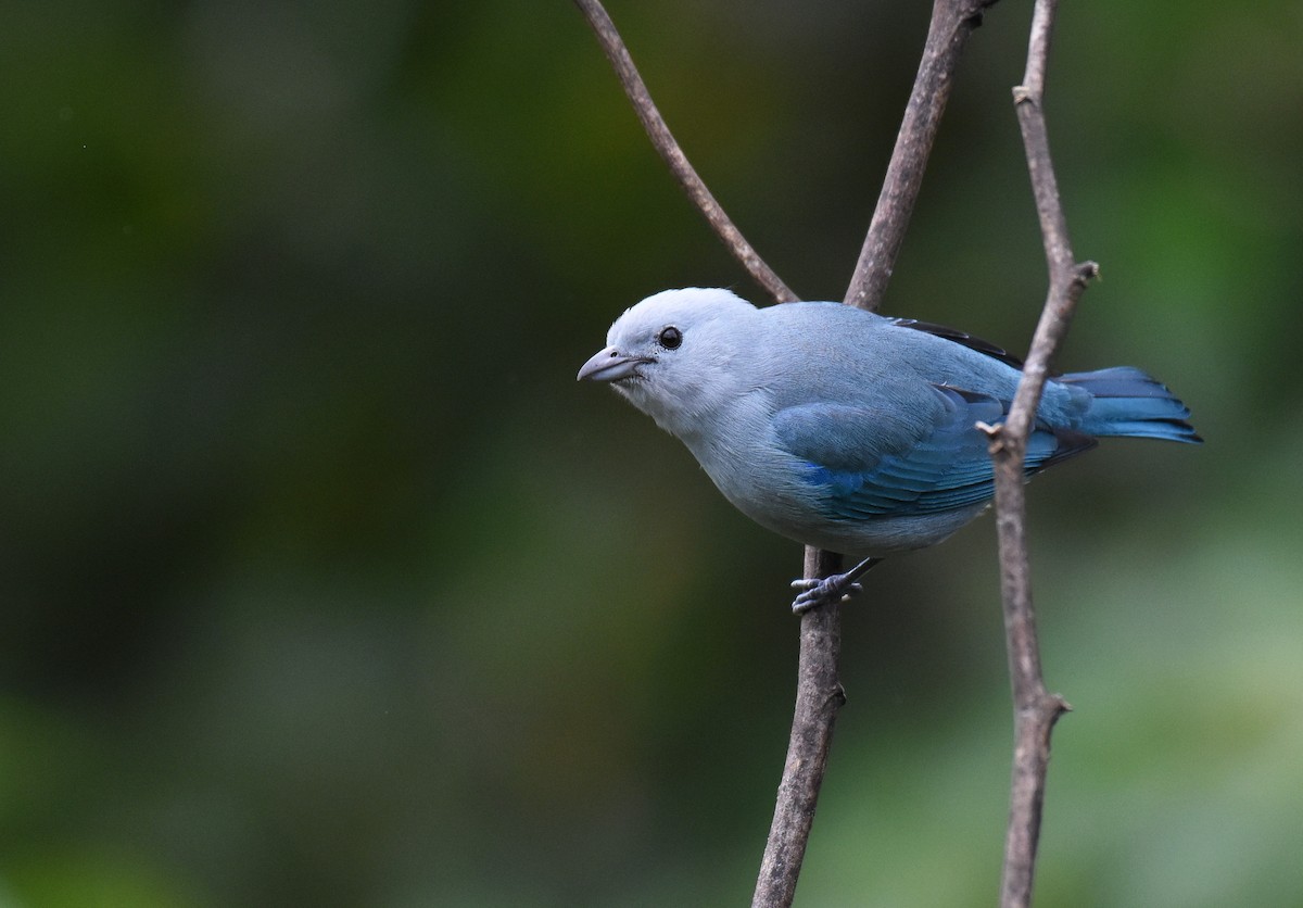 Blue-gray Tanager - ML78744171