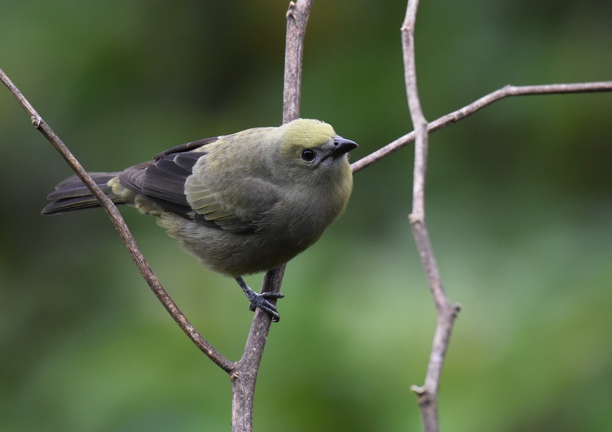 Palm Tanager - ML78744191