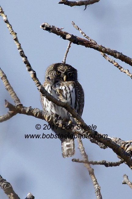 Northern Pygmy-Owl - Bob Steele