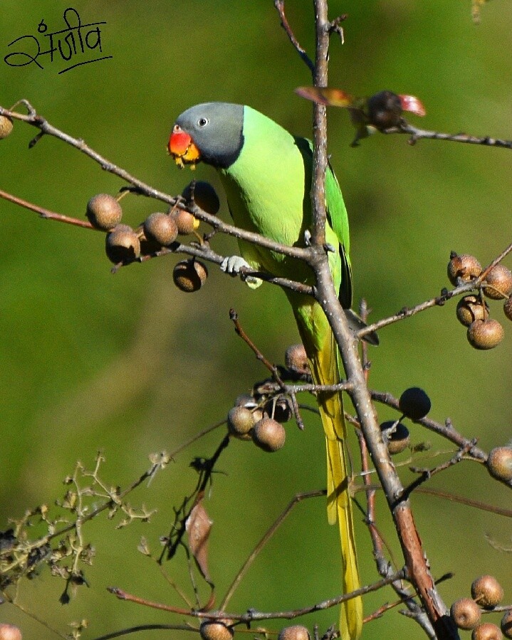 Slaty-headed Parakeet - Sanjiv Khanna