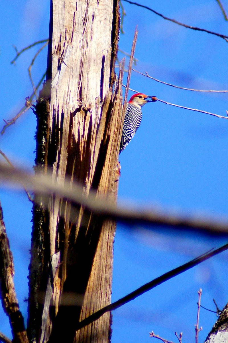 Red-bellied Woodpecker - ML78744711