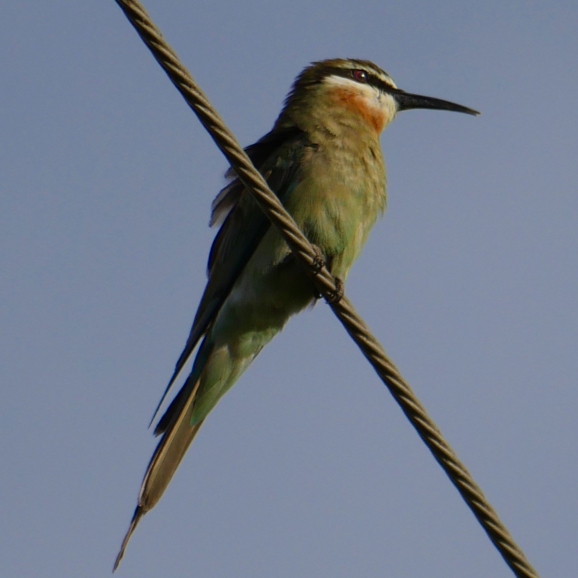 Madagascar Bee-eater - ML78744751