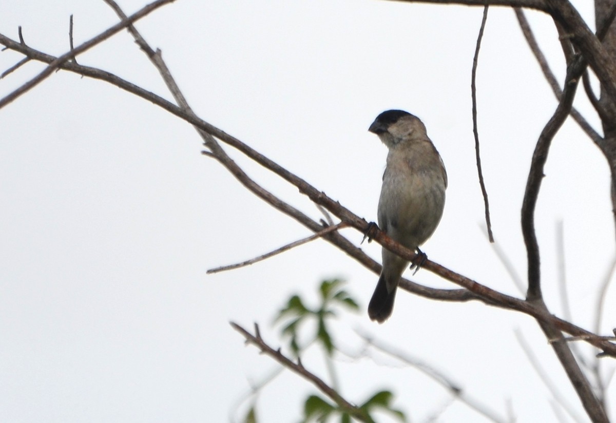 Pearly-bellied Seedeater - ML78745021