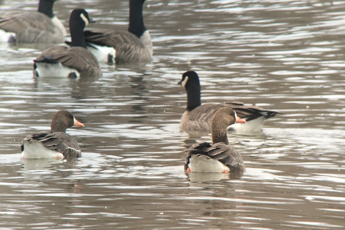 Greater White-fronted Goose - ML78747291
