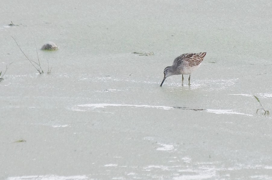 Long-billed Dowitcher - ML78749861