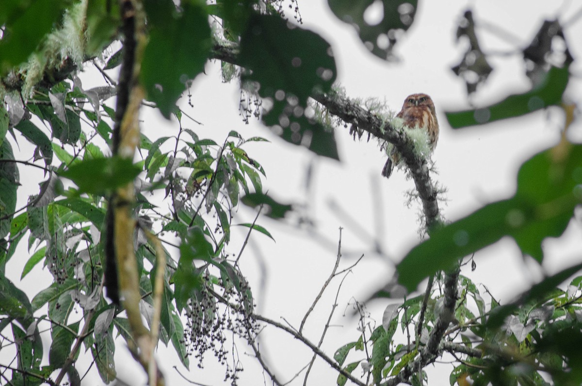 Andean Pygmy-Owl - santiago castro ramirez