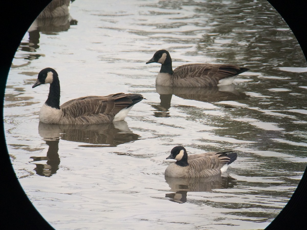 Cackling Goose - Stollery & Flood