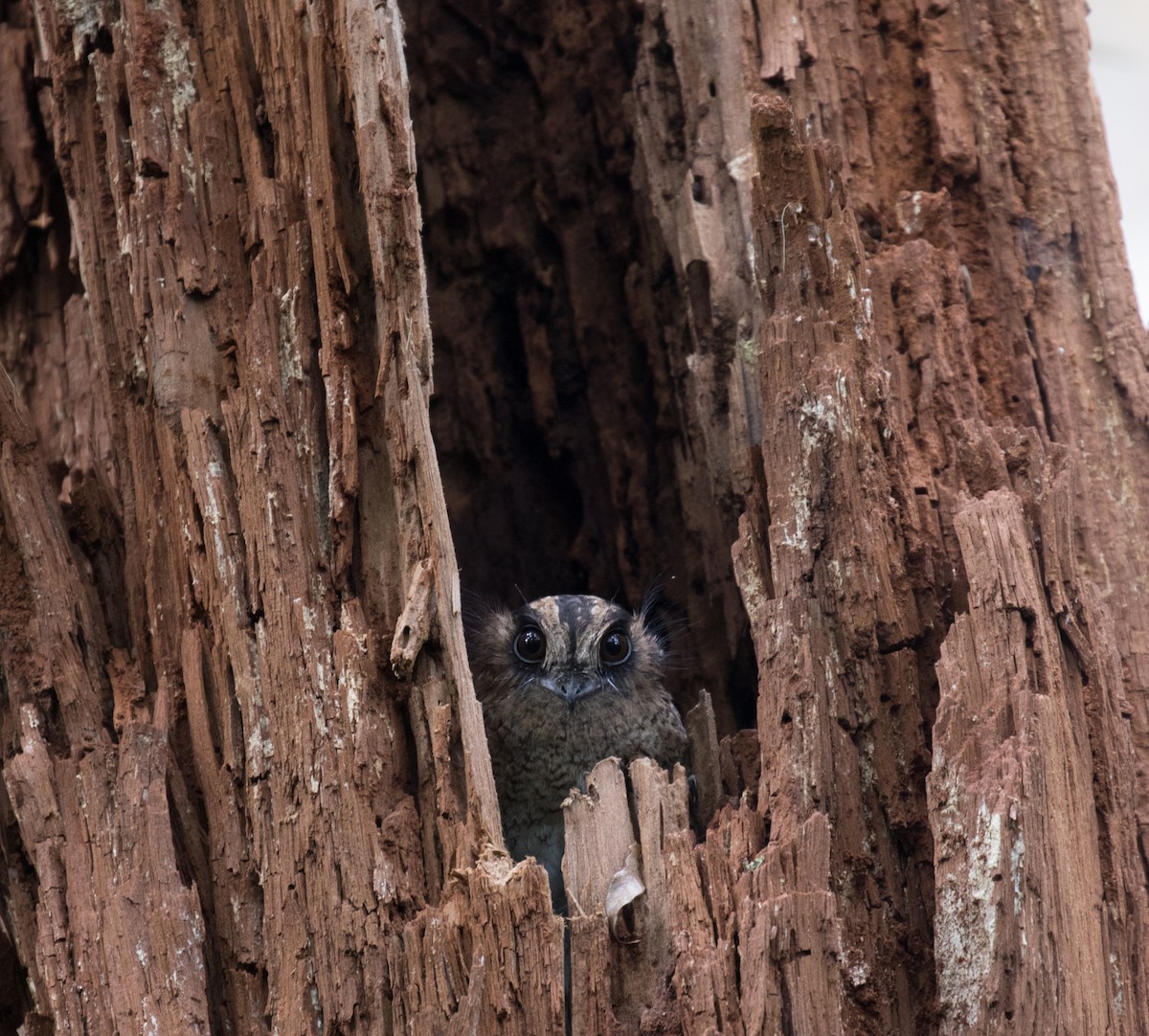 Vogelkop Owlet-nightjar - Ross Gallardy