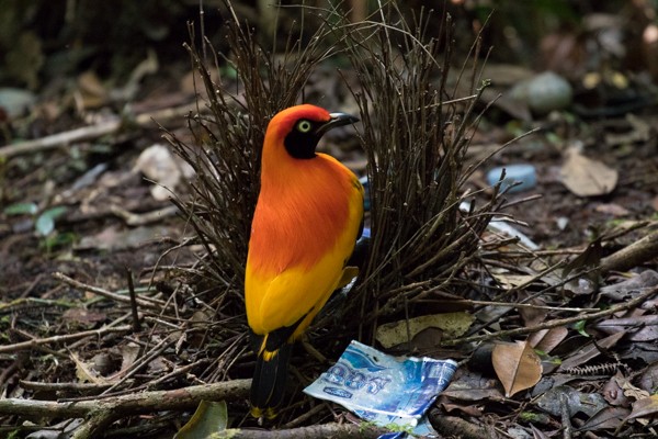 Masked Bowerbird - ML78752571