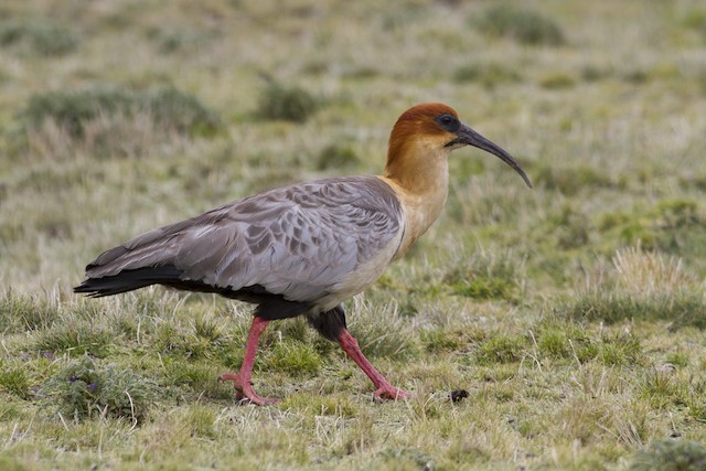 Andean Ibis. - Andean Ibis - 
