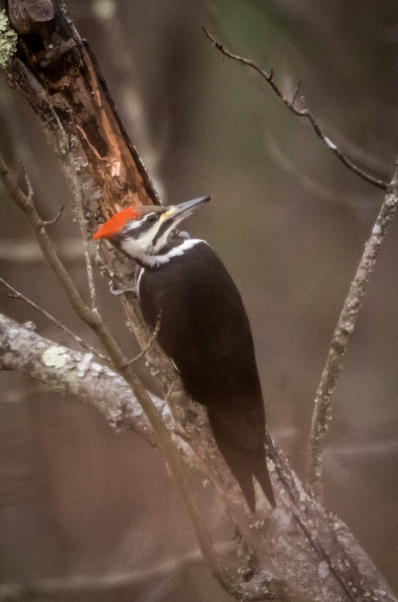 Pileated Woodpecker - ML78756011