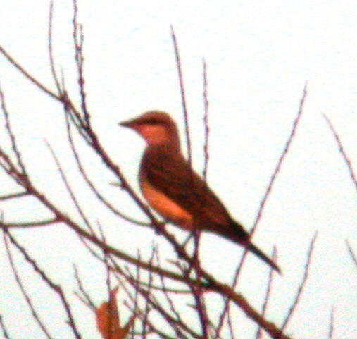 eBird Checklist - 3 Oct 2011 - Frank Lyne's Farm (Private) stakeout ...