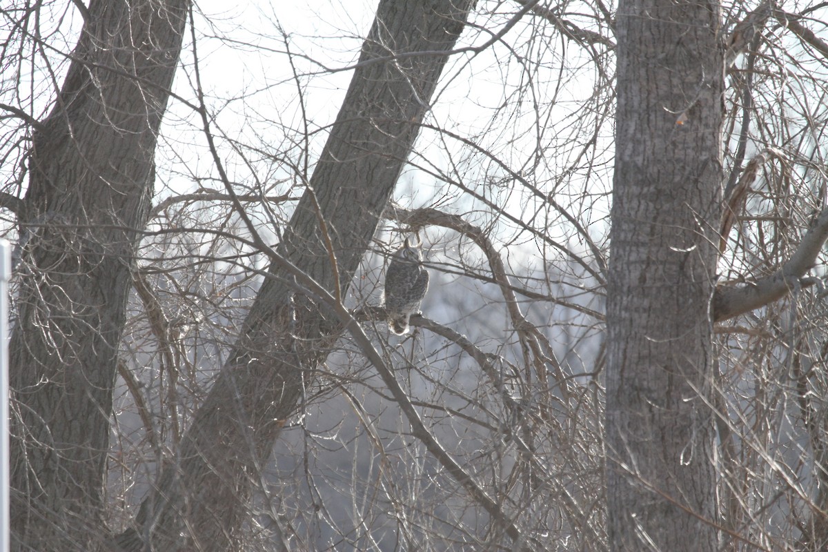Great Horned Owl - ML78757771
