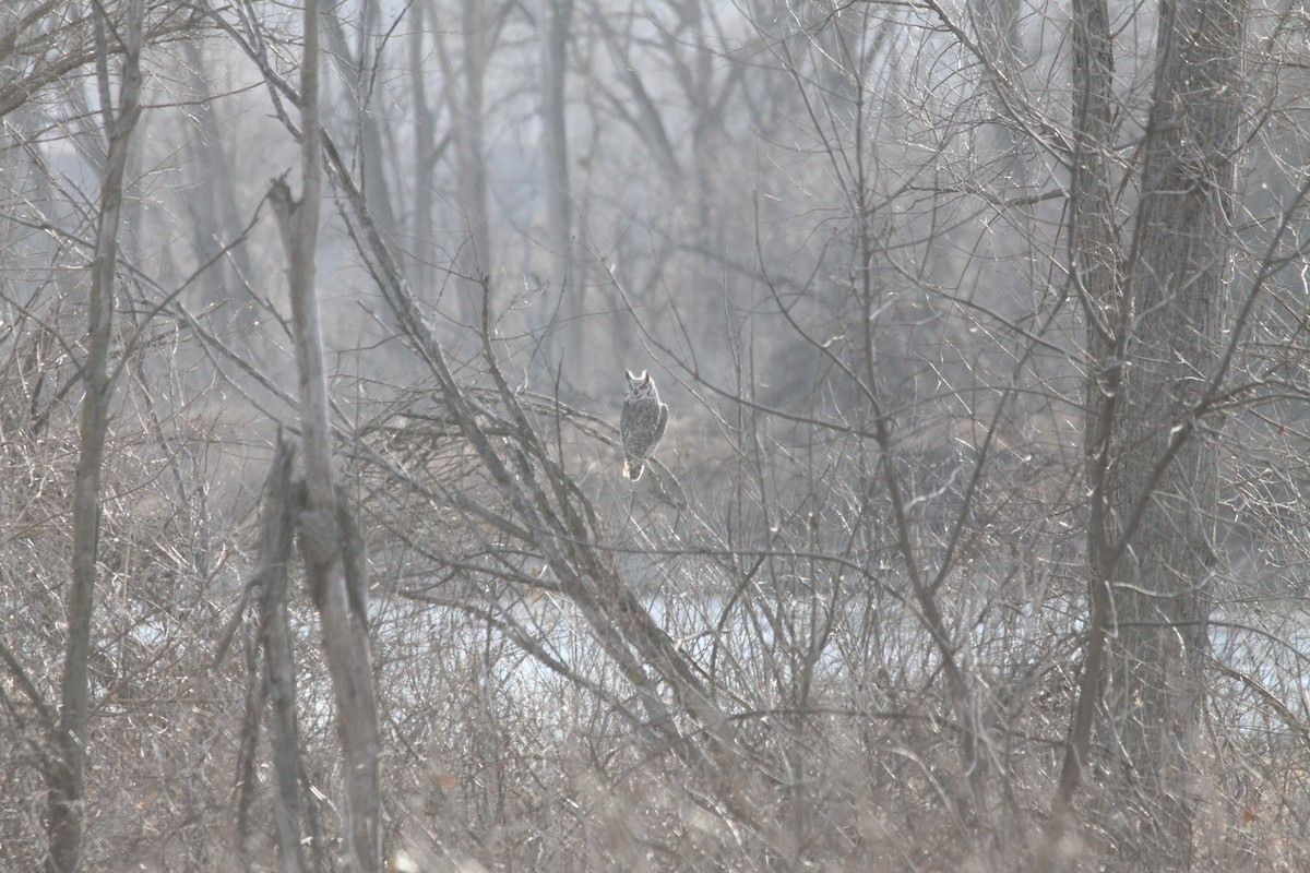 Great Horned Owl - ML78757791