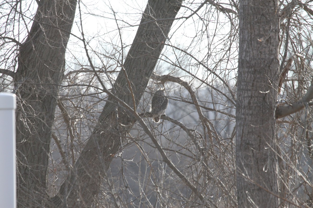 Great Horned Owl - ML78757801