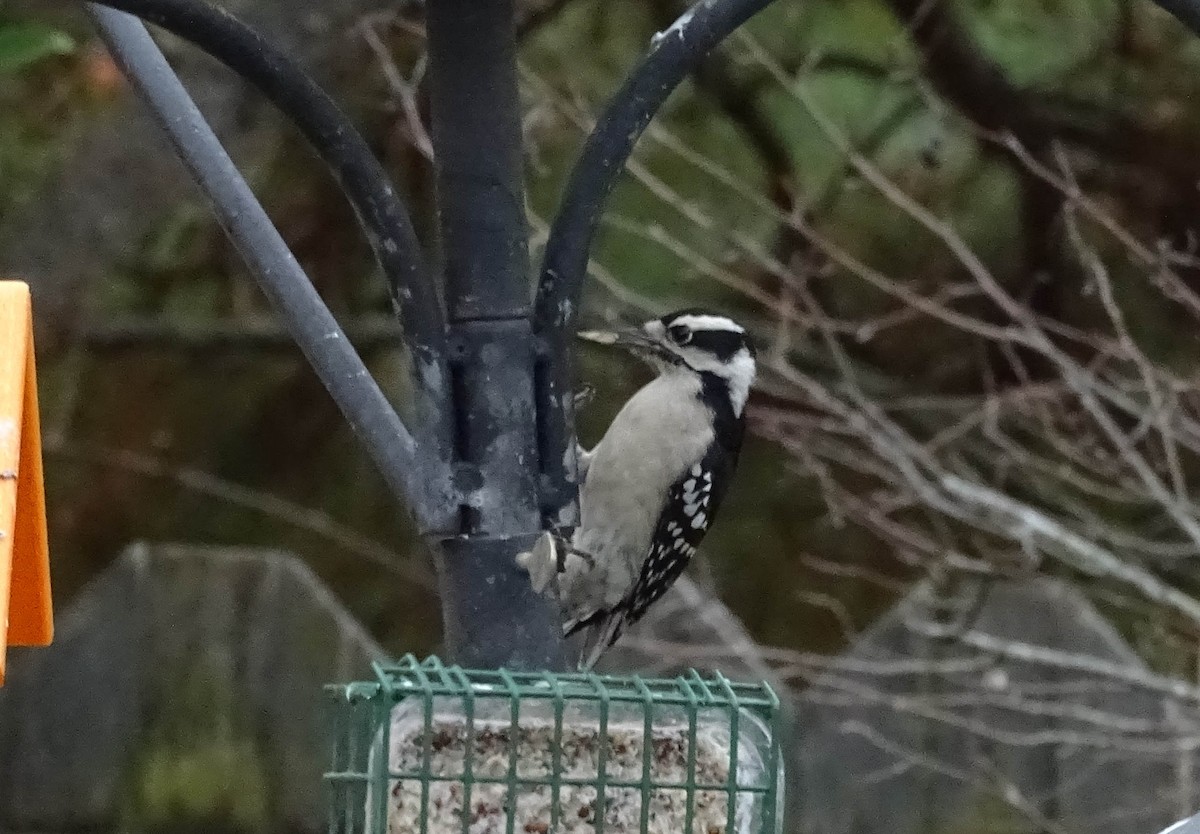 Downy Woodpecker - ML78759271